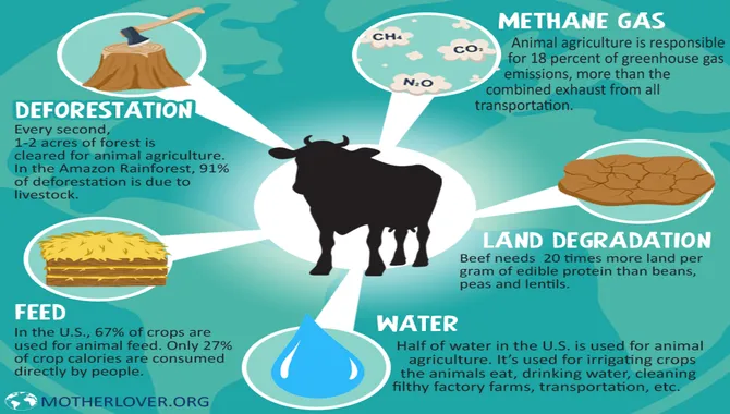 Is Animal Agriculture Bad For The Environment