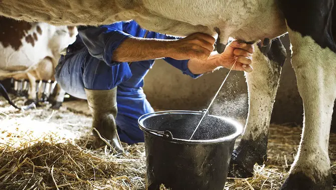 Lucerne Dairy Animal Treatment [You Should Know]