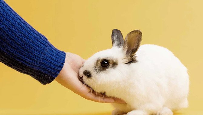 Is Chanel Cruelty-Free