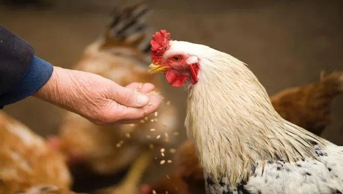 Arguments For And Against Chicken Being Vegan