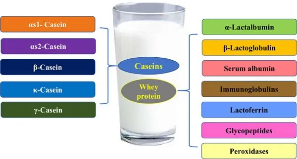 Breastmilk Comprises Three Types Of Proteins - Casein, Whey, And Lactoferrin
