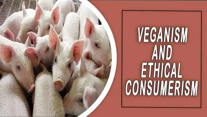 A Comprehensive Guide To Veganism And Ethical Consumerism