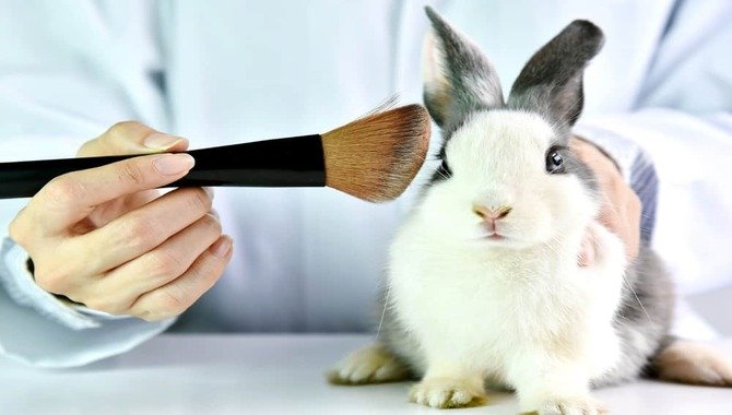 Detailed Information On Veganism And Animal Testing