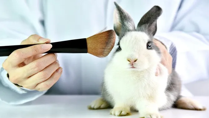 How Do You Go About Becoming A Cruelty-Free Consumer