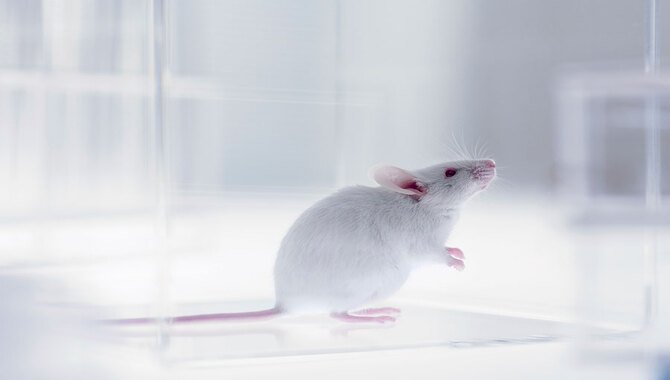 Is Animal Testing Necessary For Veganism?