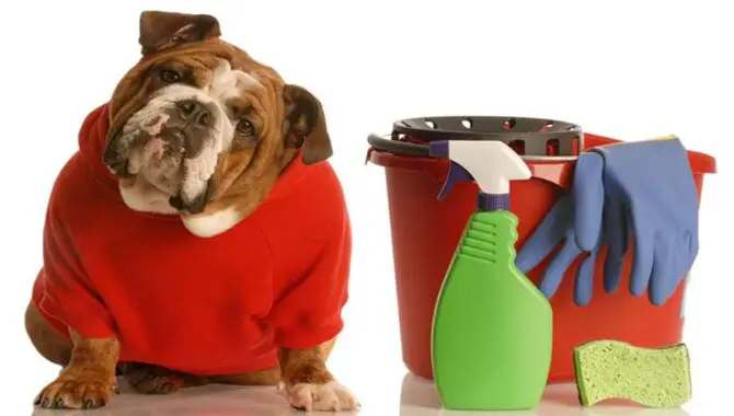 Animal-Friendly Alternatives To Common Household Items List Of