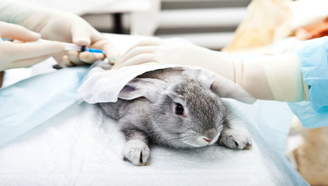 How Can You Avoid Supporting Animal Testing in the Beauty Industry?