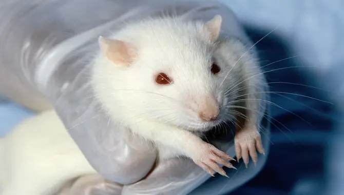 How Did Animal Testing Originate?