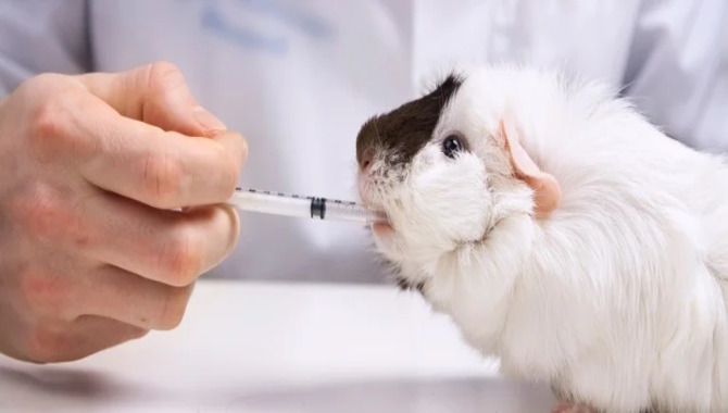 How Do Animals React to Being Tested on?
