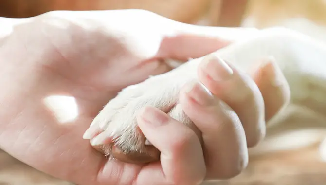 What Are Some Cruelty-free Pet Care Options?