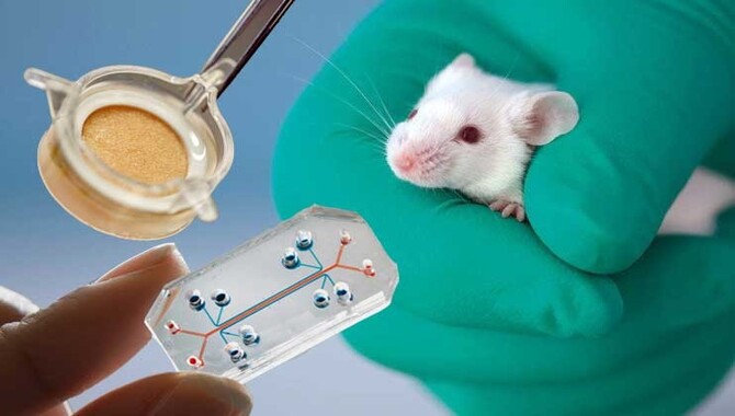 What Are The Alternatives To Animal Testing?