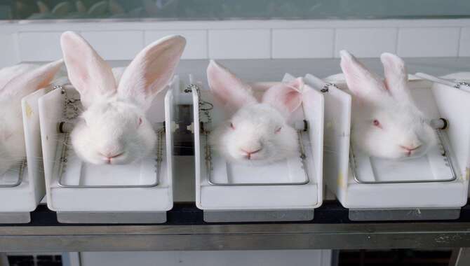 What Are The Consequences Of Animal Testing In The Beauty Industry
