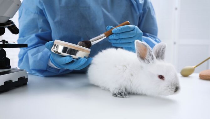 What Is Animal Testing In The Beauty Industry?