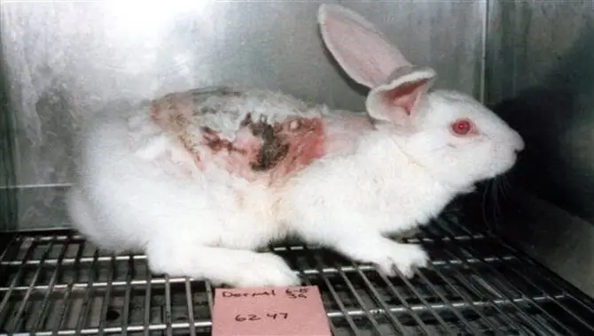 Why Do Some Companies Continue To Test On Animals?