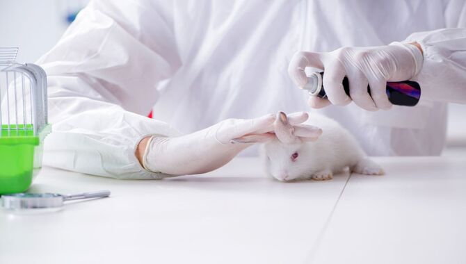 Why Is Animal Testing In The Beauty Industry A Problem