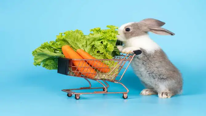 The Social Benefits Of A Cruelty-Free Lifestyle
