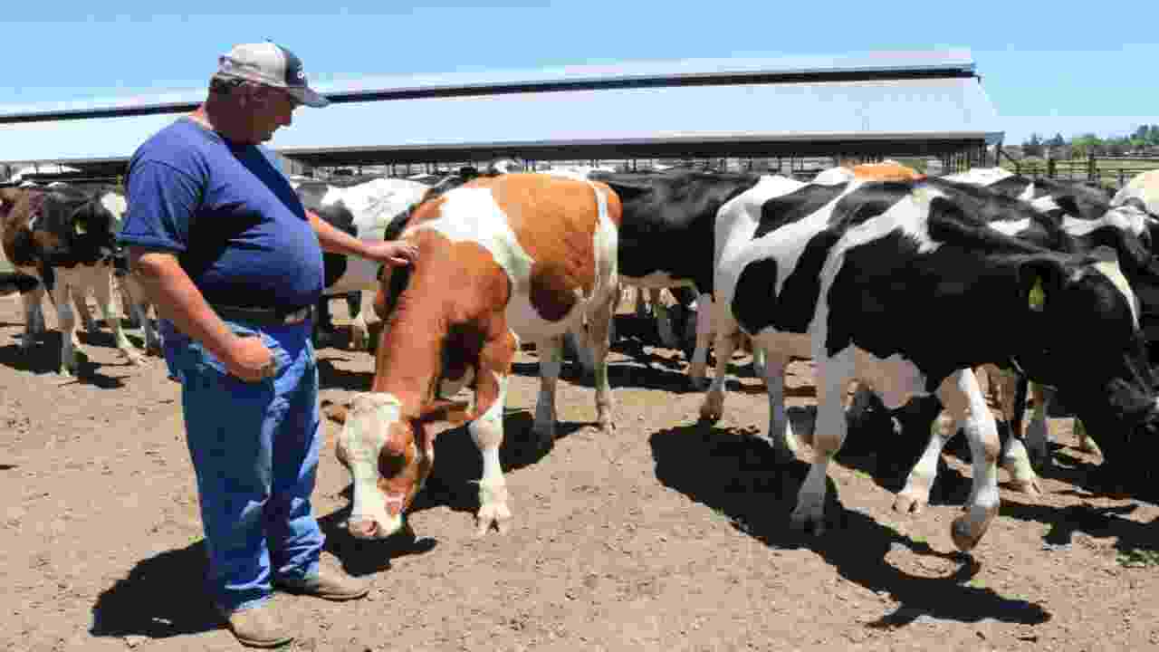 Ethical Considerations In Lucerne-Dairy Animal Treatment