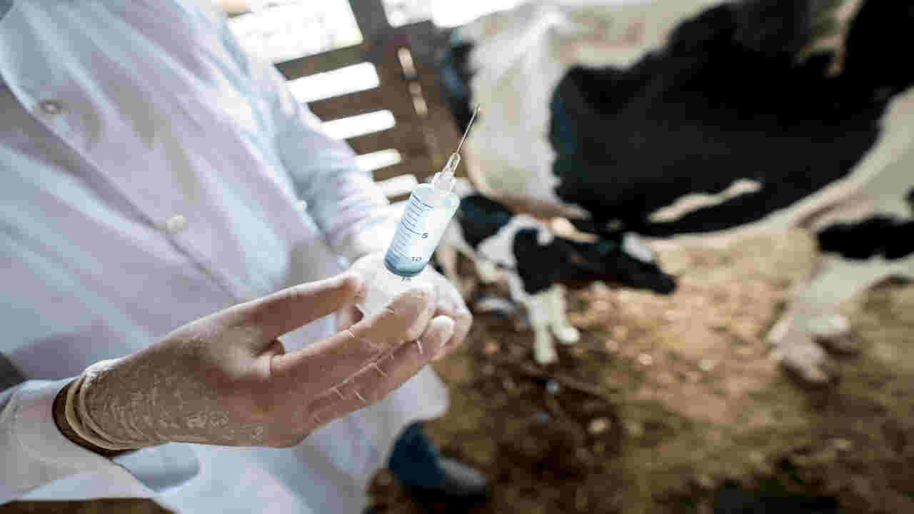 How To Properly Administer Lucerne Dairy Animal Treatment