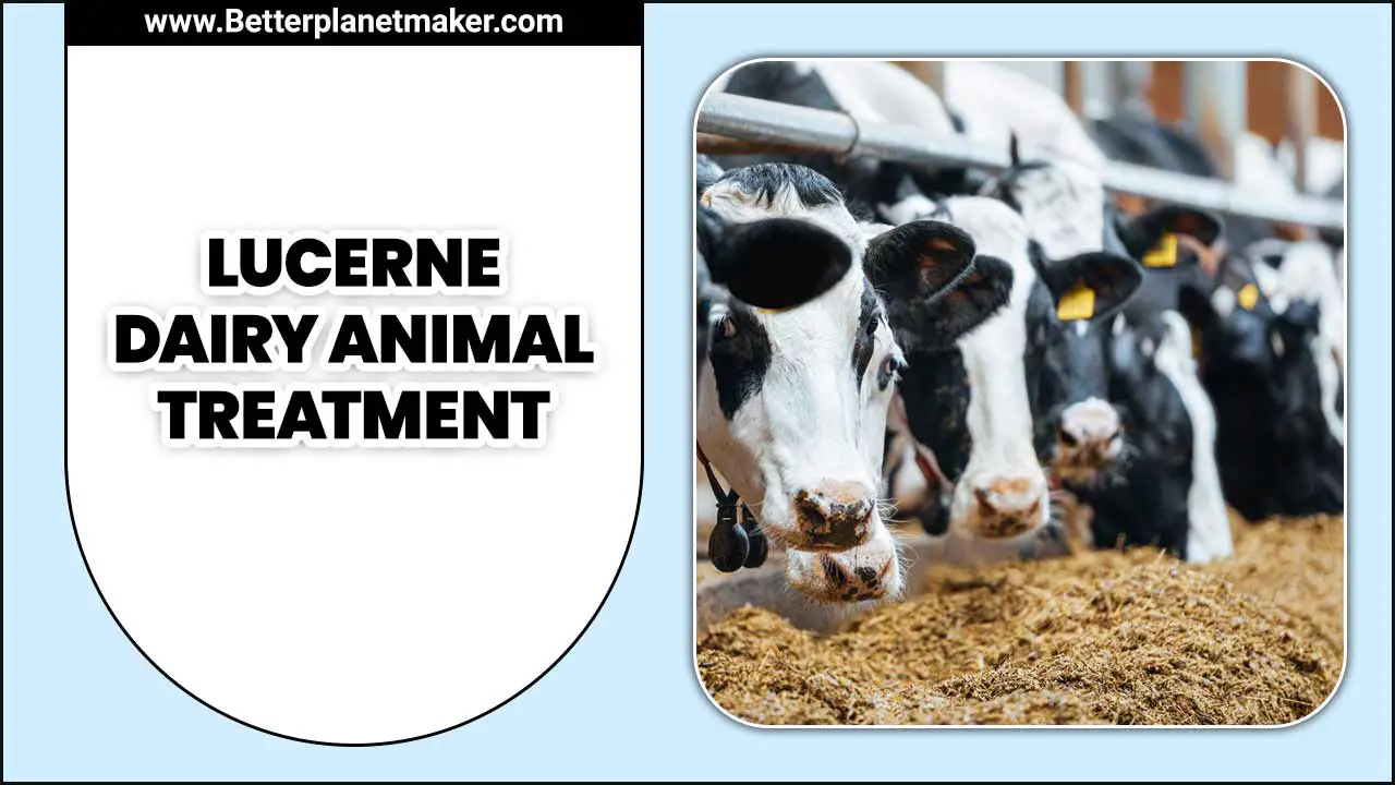Lucerne Dairy Animal Treatment