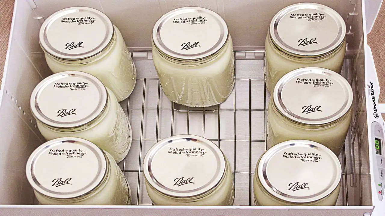Storing And Preserving Homemade Yogurt For Maximum Freshness