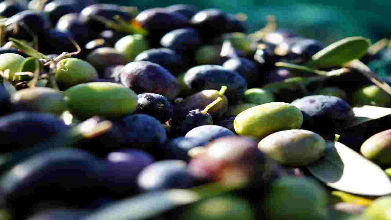 Tips For Selecting And Enjoying Fresh, High-Quality Olives