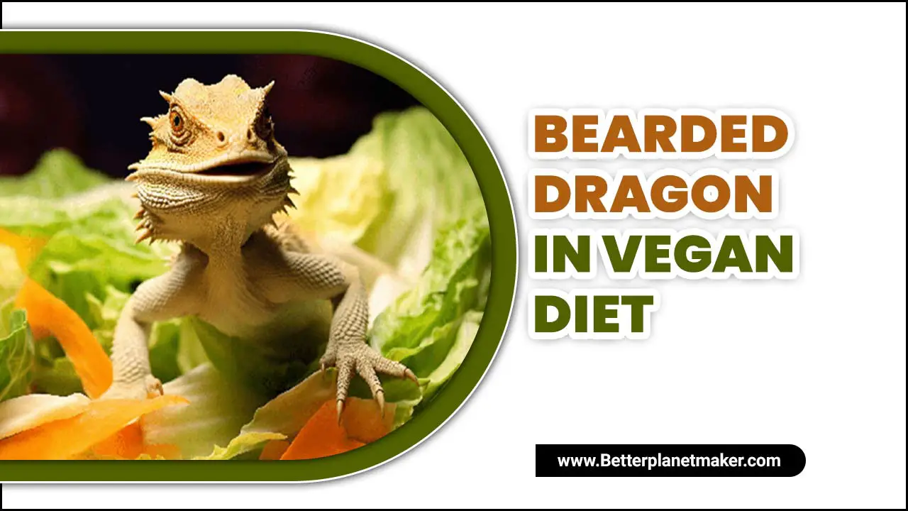 Bearded Dragon In Vegan Diet