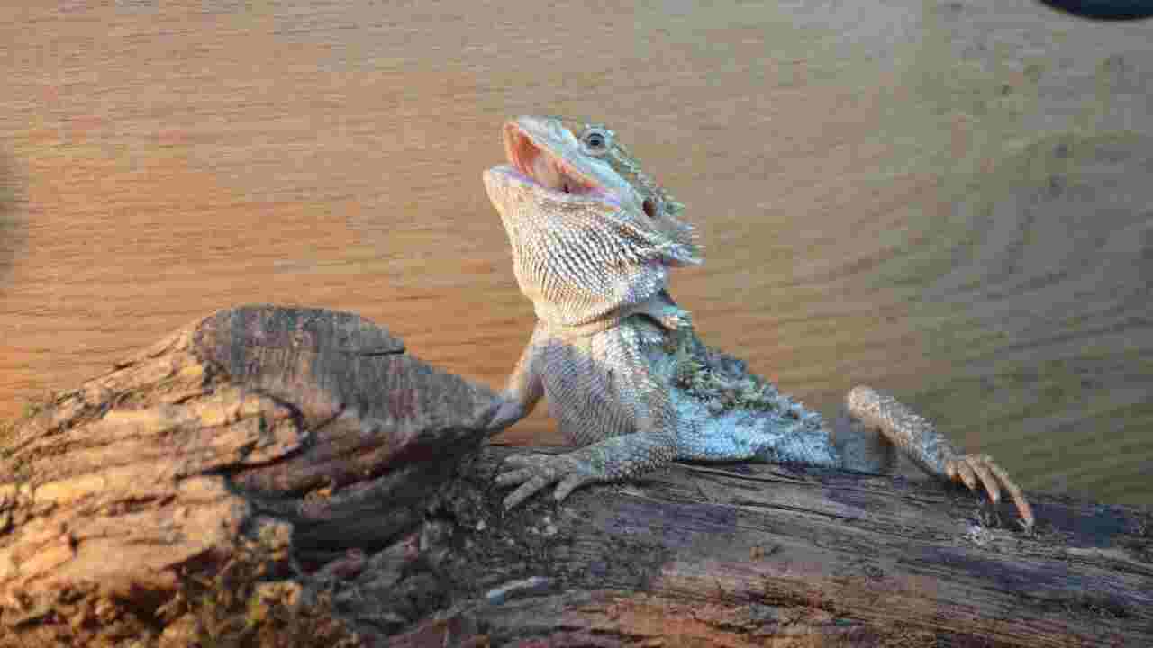 Monitoring The Health And Well-Being Of A Vegan Bearded Dragon