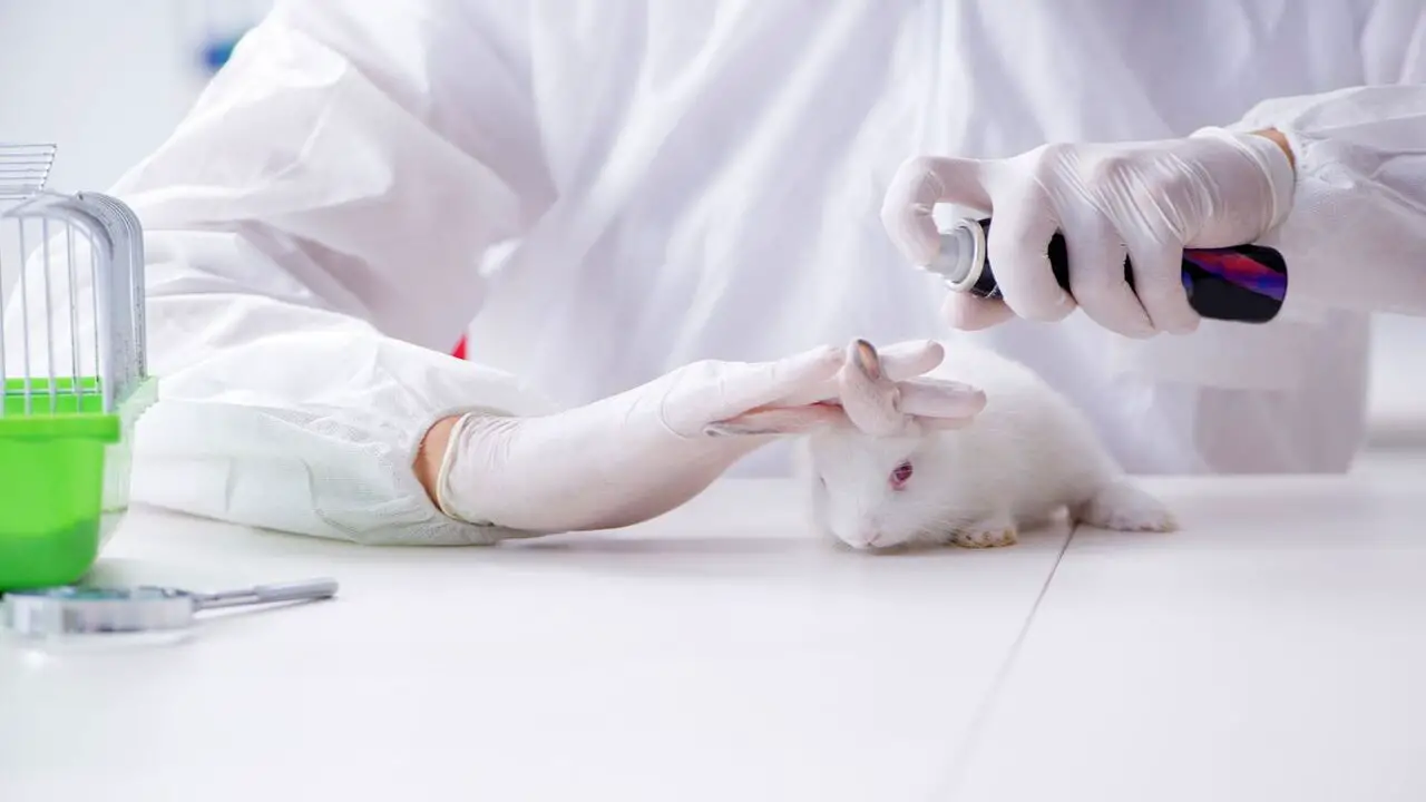 The Importance Of Advocating For An End To Animal Testing