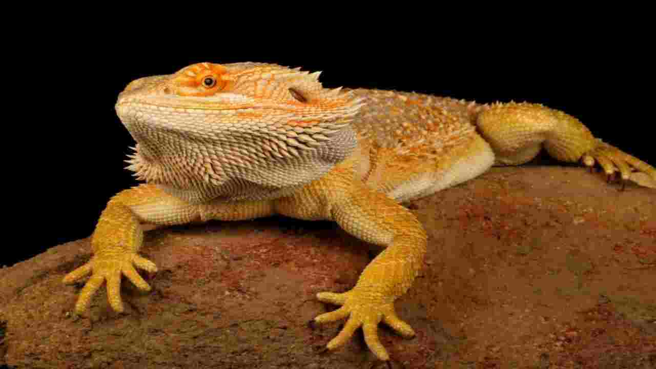Tips For Transitioning A Bearded Dragon To A Vegan Diet