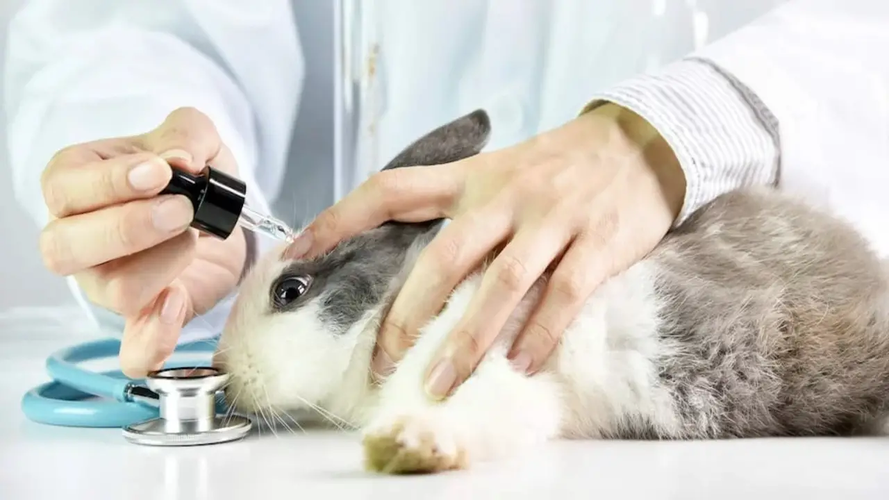 History Of Animal Testing In The Beauty Industry